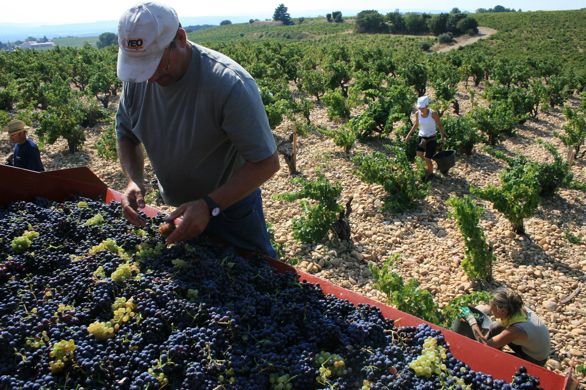 It’s harvest season! Celebrating the month of the Vendanges