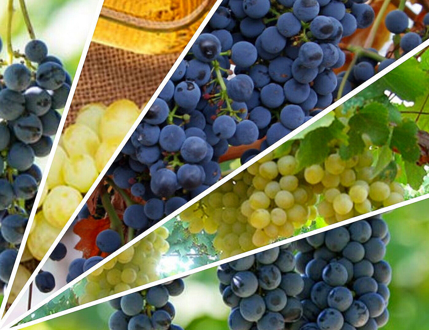 Carménère and other grapes saved from extinction to produce world-class wines