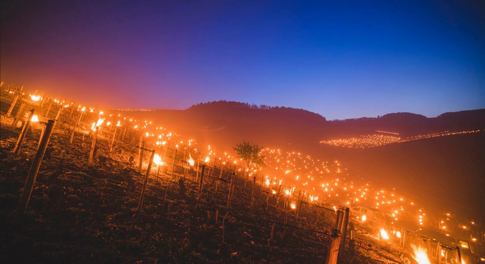 What’s ahead for French wine 2021 vintages after the frosts?